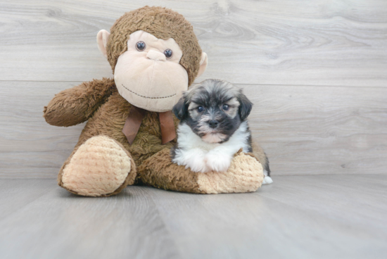 Friendly Havanese Baby