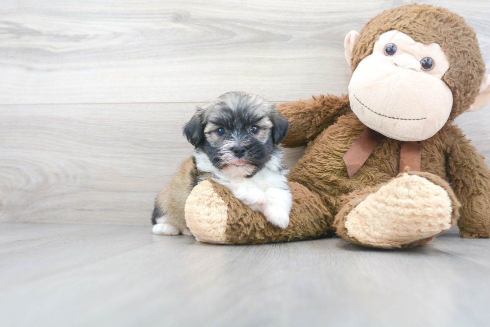 Sweet Havanese Purebred Puppy