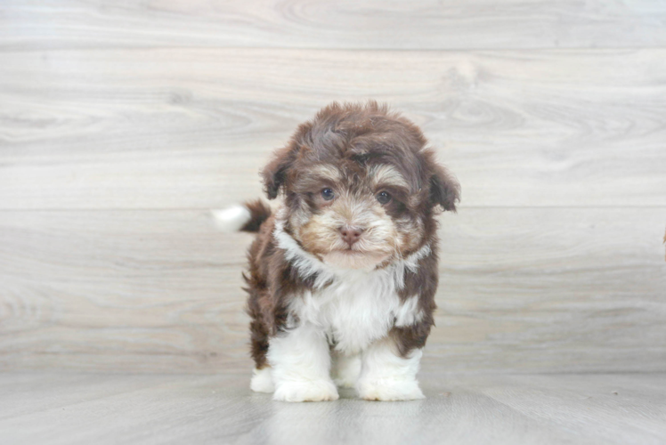 Hypoallergenic Havanese Purebred Pup