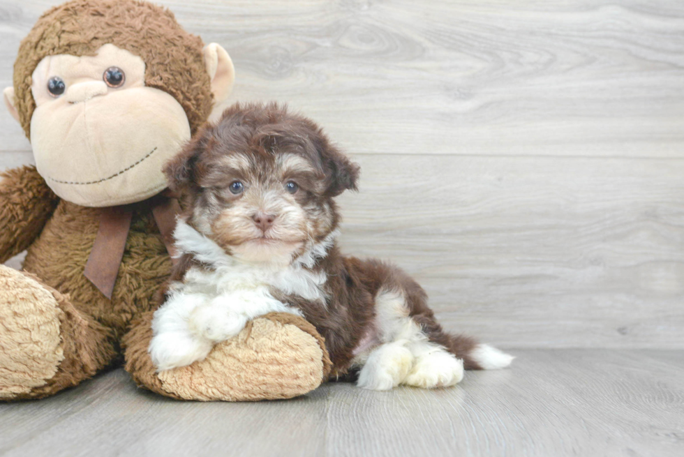 Havanese Puppy for Adoption