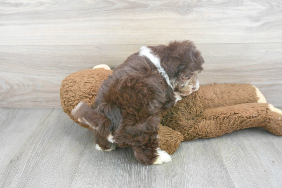 Funny Havanese Baby