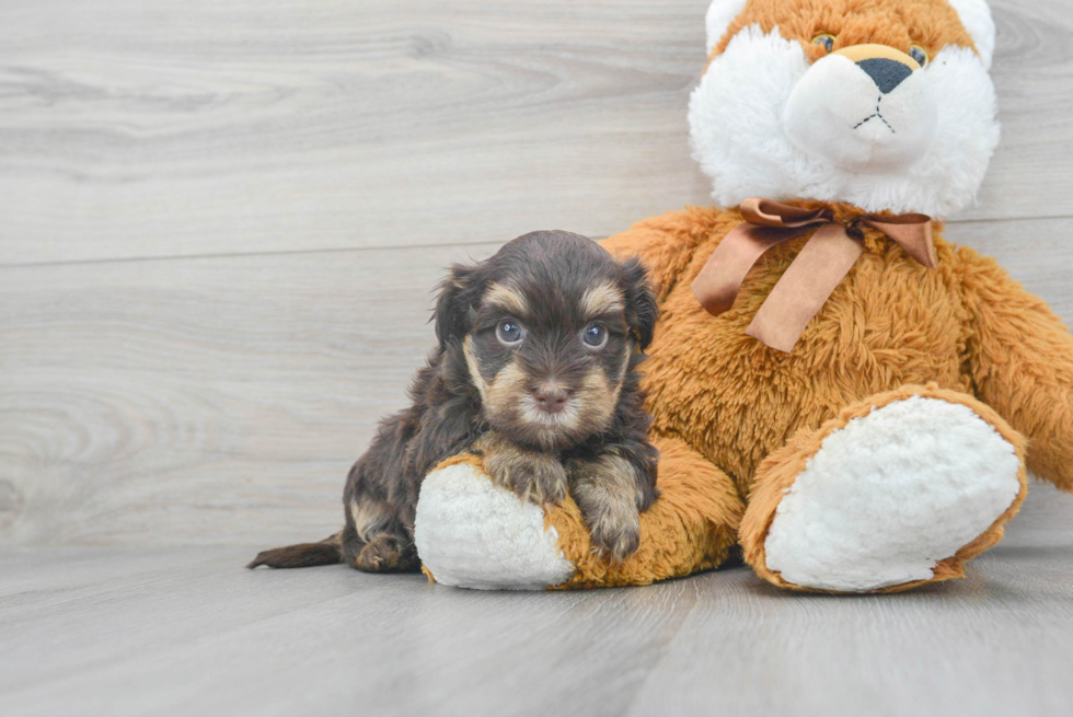 Funny Havanese Purebred Pup