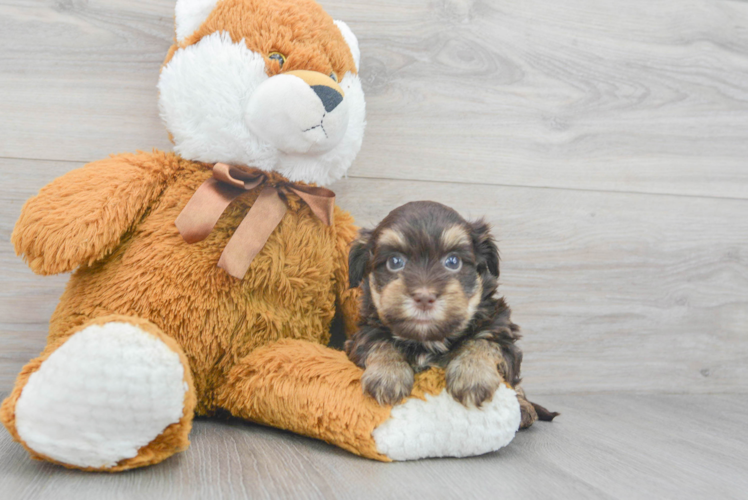 Little Havanese Baby