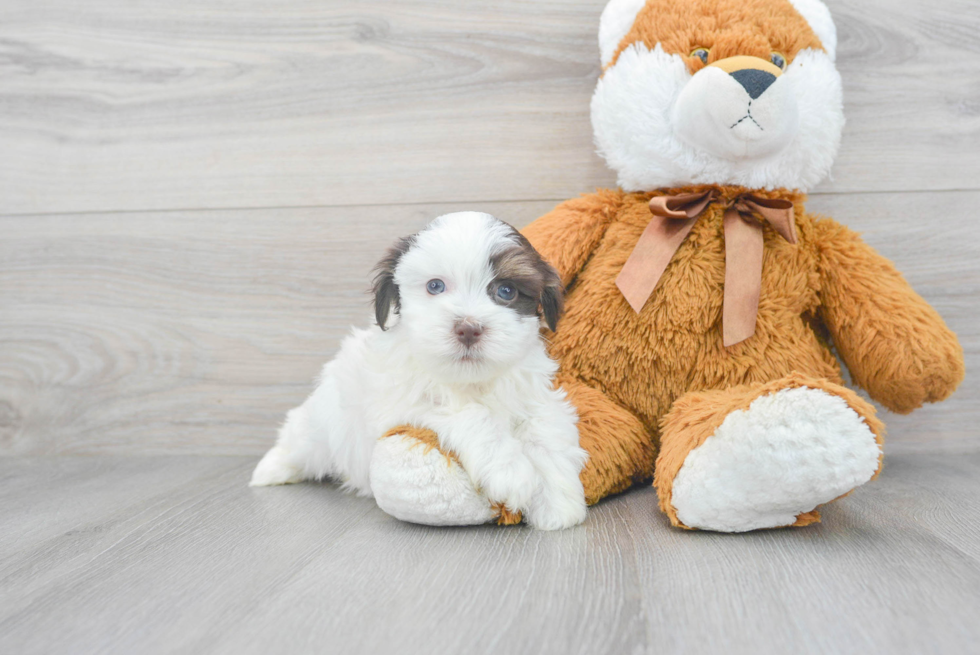 Smart Havanese Purebred Puppy