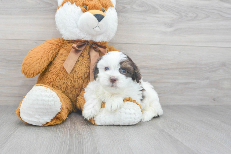 Playful Havanese Purebred Pup