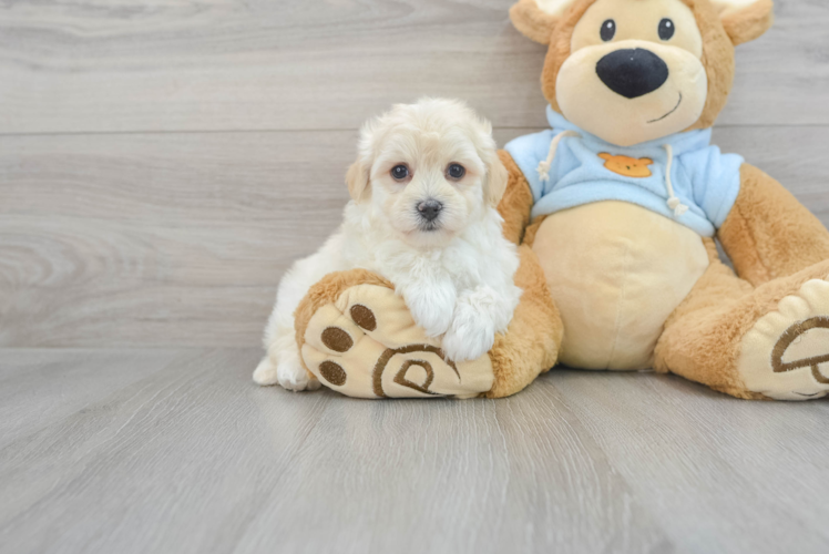 Akc Registered Havanese Baby