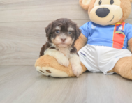 8 week old Havanese Puppy For Sale - Premier Pups
