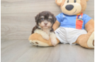 Havanese Pup Being Cute