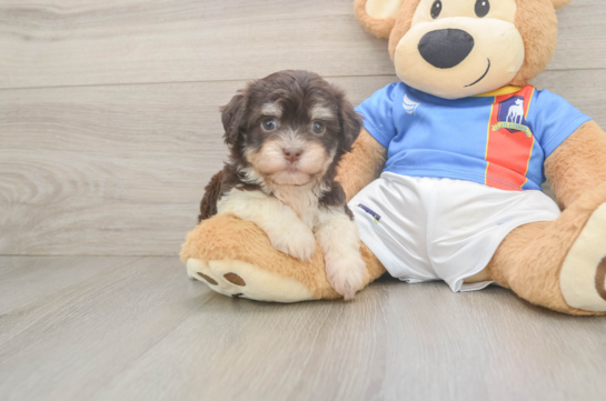 Havanese Pup Being Cute