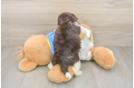 Small Havanese Purebred Pup