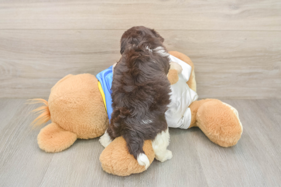 Small Havanese Purebred Pup