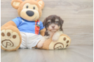 Havanese Pup Being Cute