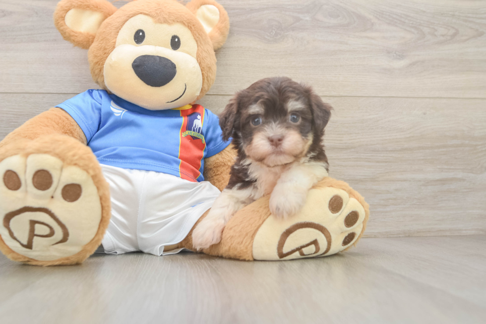 Havanese Pup Being Cute