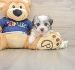 5 week old Havanese Puppy For Sale - Premier Pups