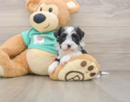 5 week old Havanese Puppy For Sale - Premier Pups