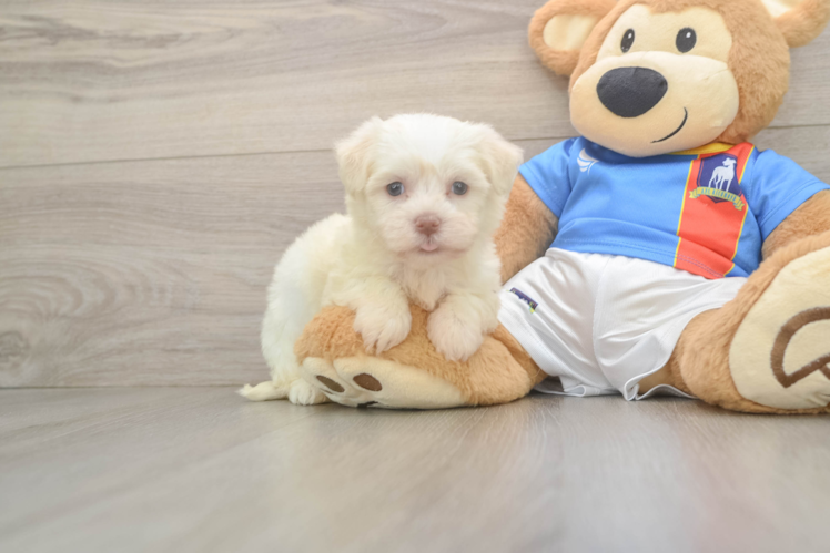Havanese Pup Being Cute