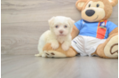 Havanese Pup Being Cute