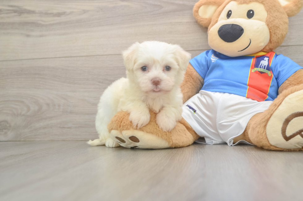 5 week old Havanese Puppy For Sale - Premier Pups
