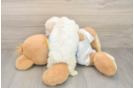 Adorable Bichon Havanes Purebred Puppy