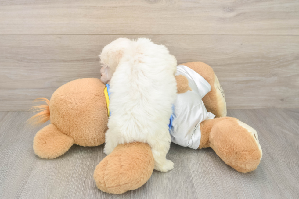 Adorable Bichon Havanes Purebred Puppy