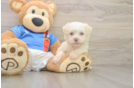 Best Havanese Baby