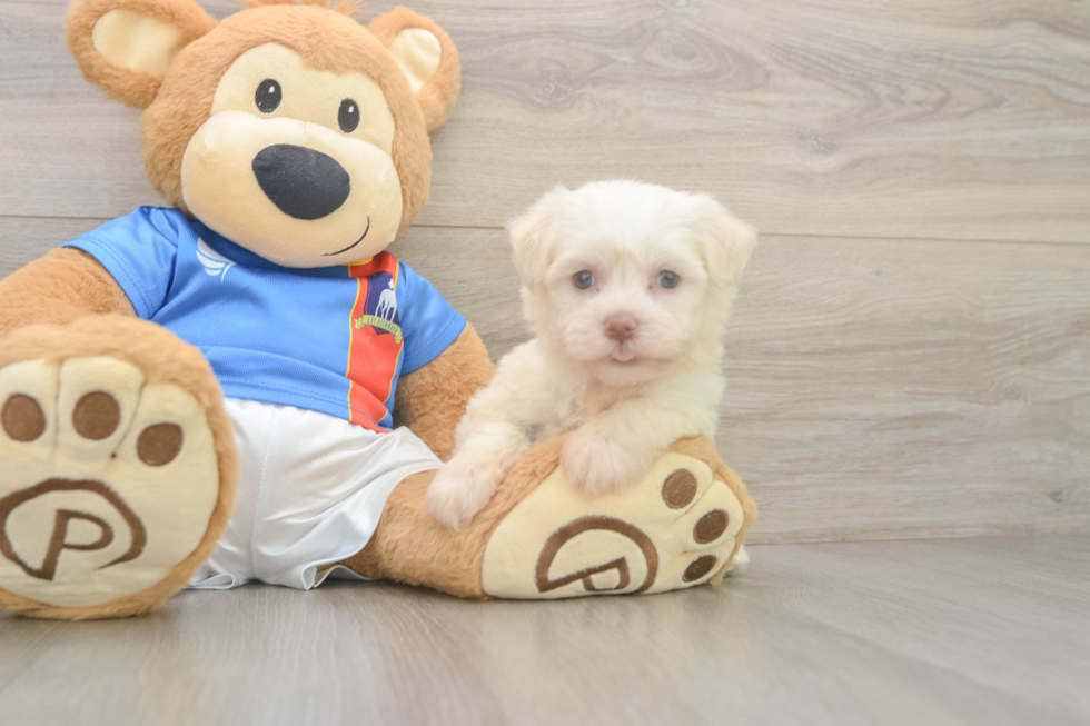 Best Havanese Baby