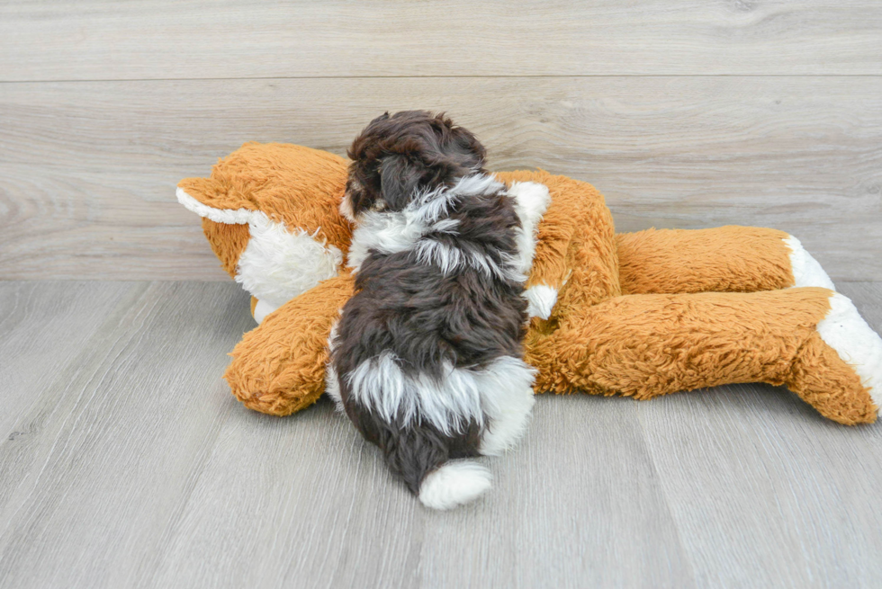 Havanese Puppy for Adoption