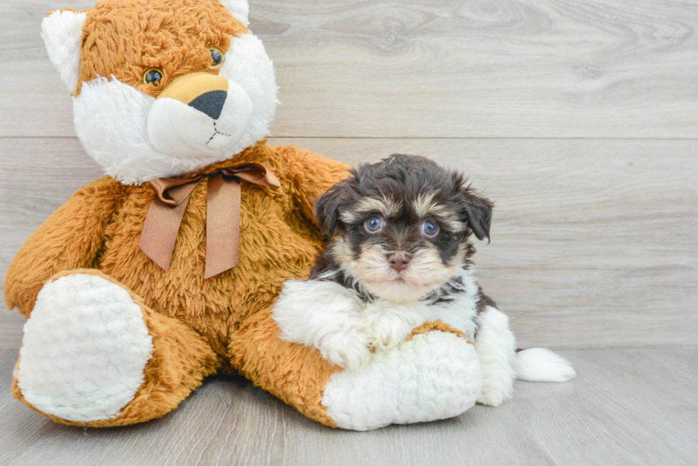 Havanese Pup Being Cute