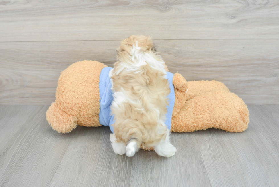 Best Havanese Baby