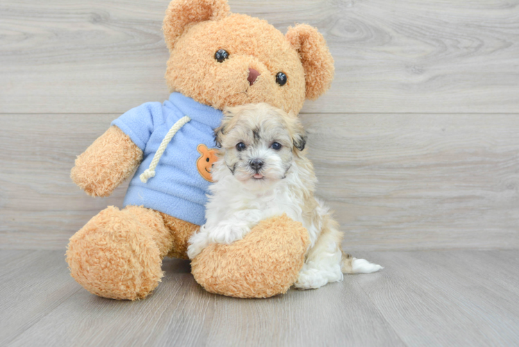 Best Havanese Baby