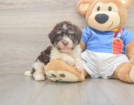 6 week old Havanese Puppy For Sale - Premier Pups