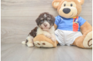 Havanese Pup Being Cute