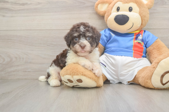 Havanese Pup Being Cute