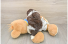 Havanese Puppy for Adoption