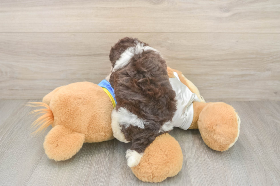 Havanese Puppy for Adoption
