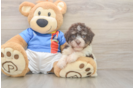 Hypoallergenic Havanese Baby