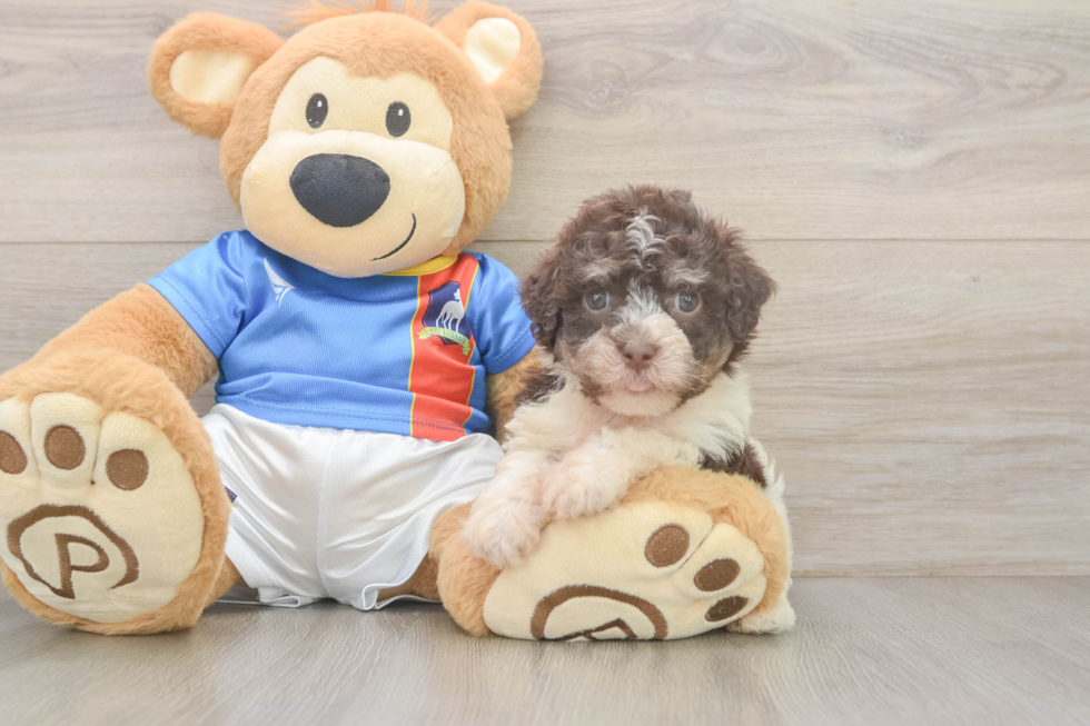 Hypoallergenic Havanese Baby