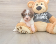 6 week old Havanese Puppy For Sale - Premier Pups