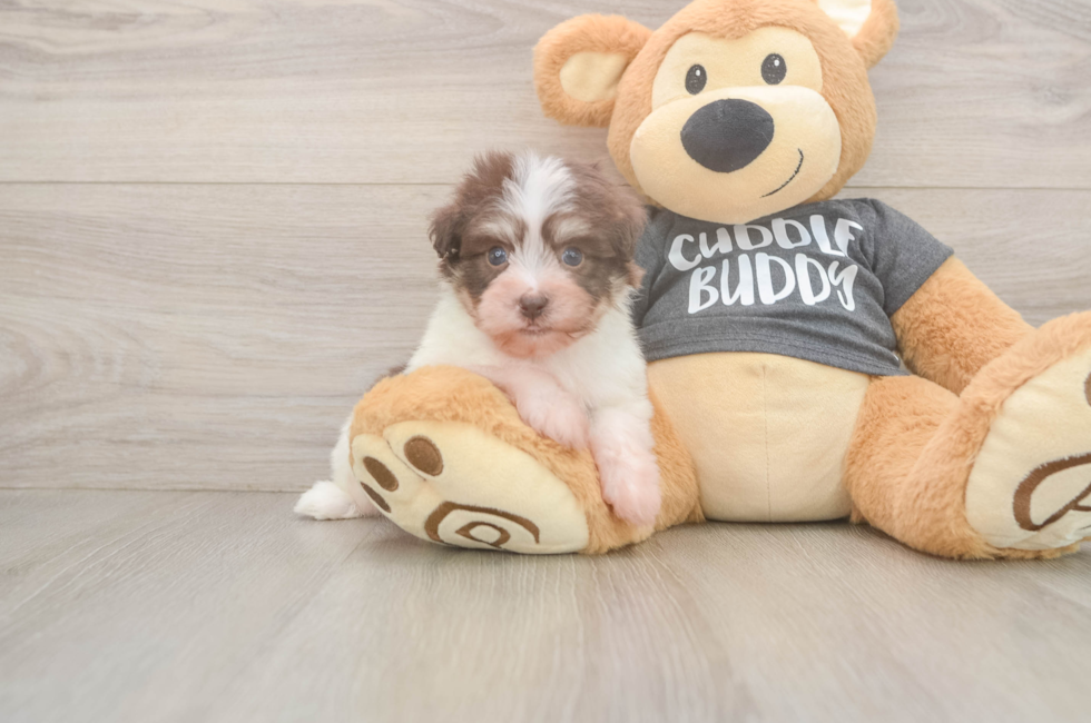 5 week old Havanese Puppy For Sale - Premier Pups