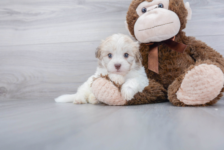 Adorable Havanese Purebred Puppy