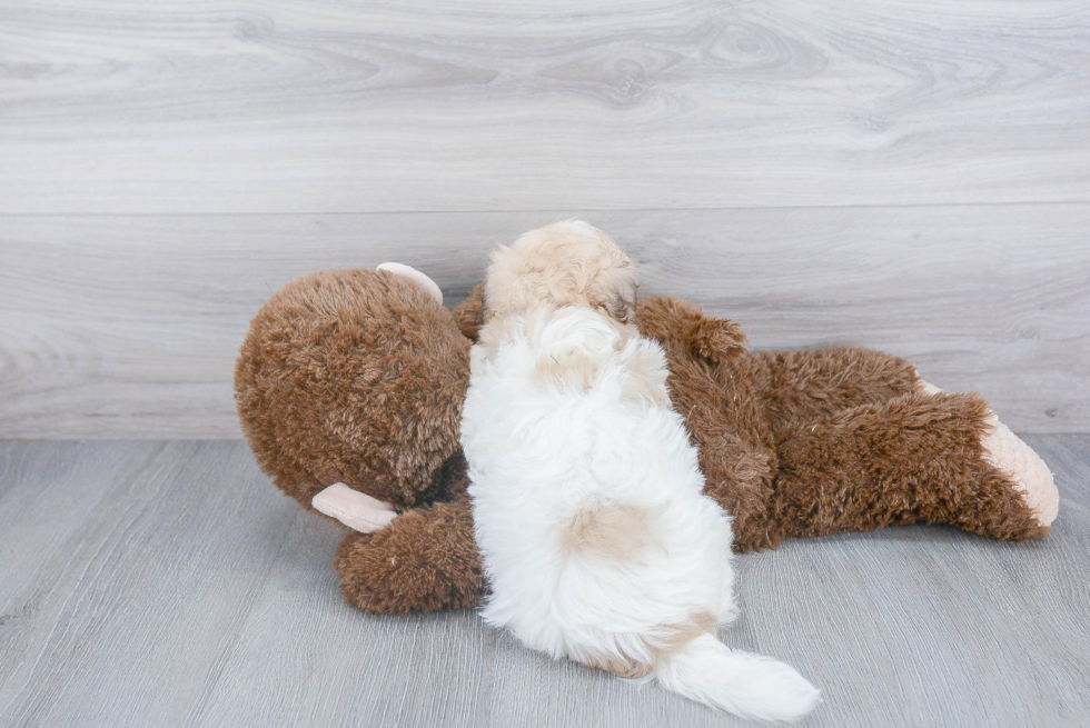 Havanese Pup Being Cute