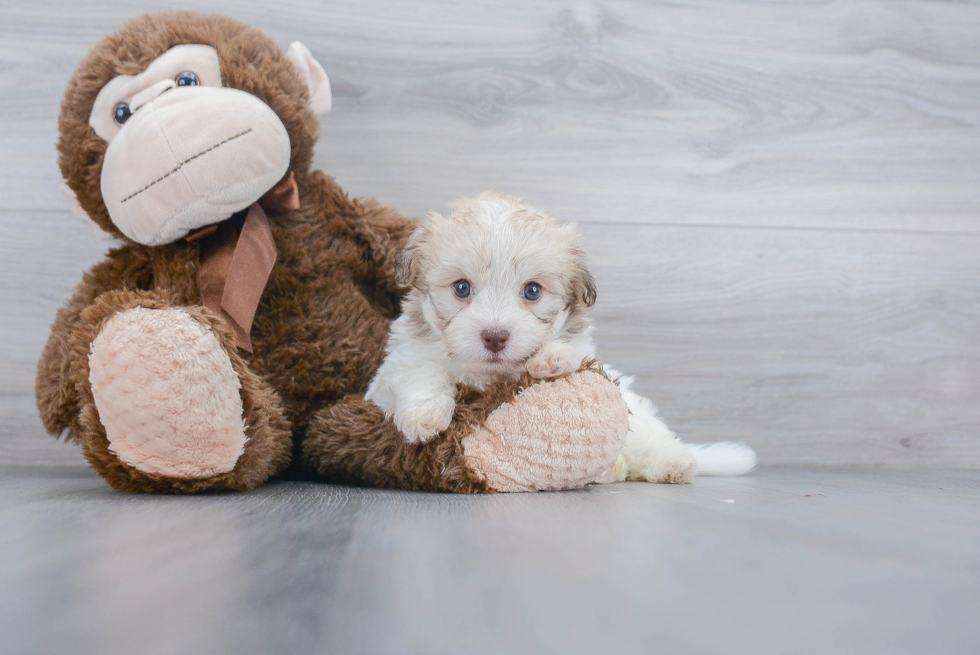 Havanese Pup Being Cute