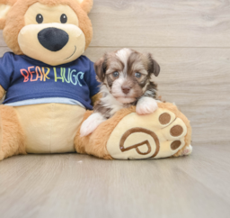 5 week old Havanese Puppy For Sale - Premier Pups