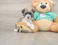 6 week old Havanese Puppy For Sale - Premier Pups