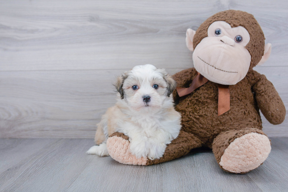 Small Havanese Purebred Pup