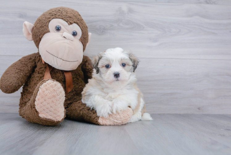 Hypoallergenic Havanese Purebred Pup