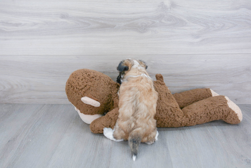 Fluffy Havanese Purebred Puppy