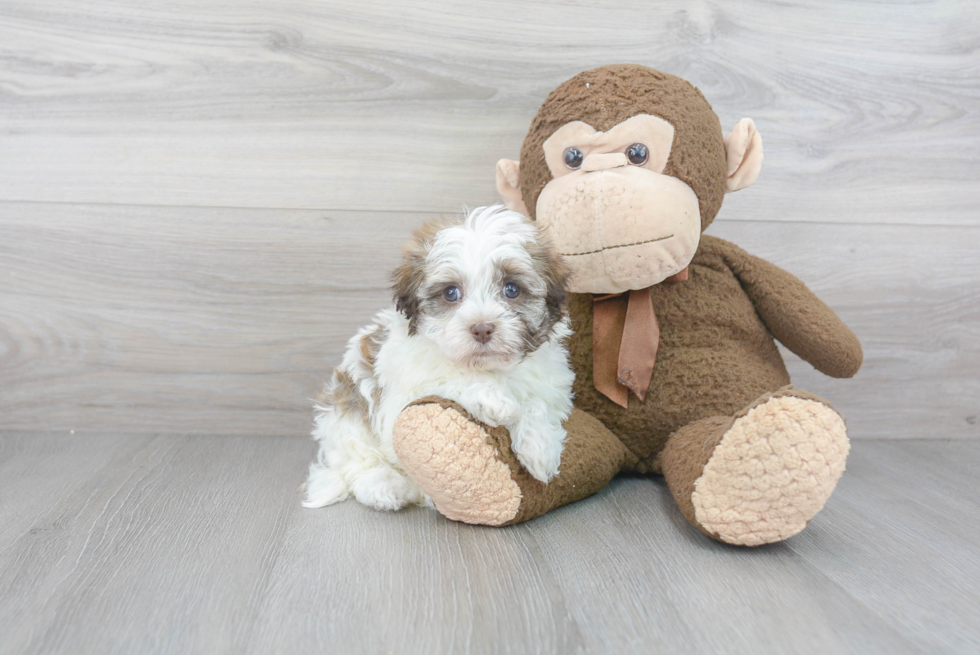 Havanese Puppy for Adoption