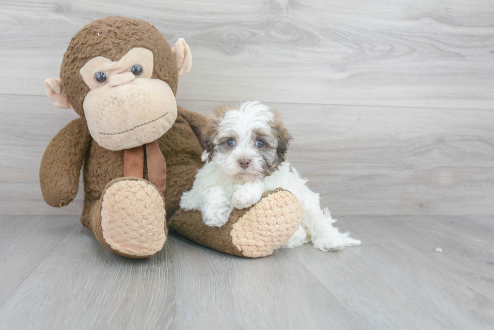 Sweet Havanese Purebred Puppy