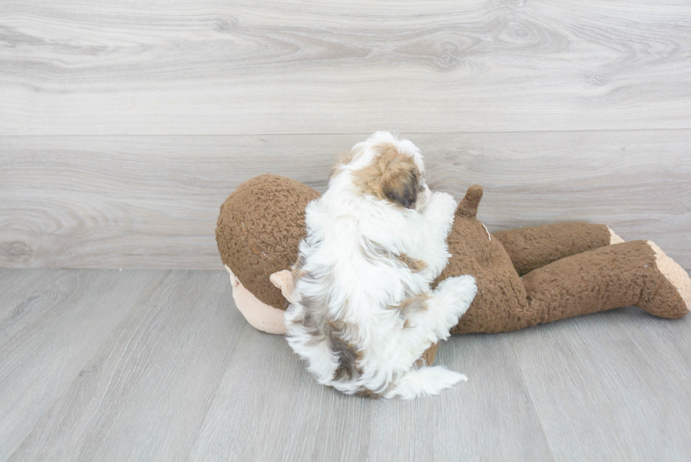 Energetic Havanese Purebred Puppy